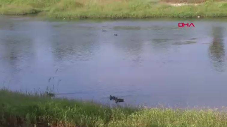 Seyhan Nehri’nin rengi değişti. Bu görüntünün sebebi ne? - Resim: 2